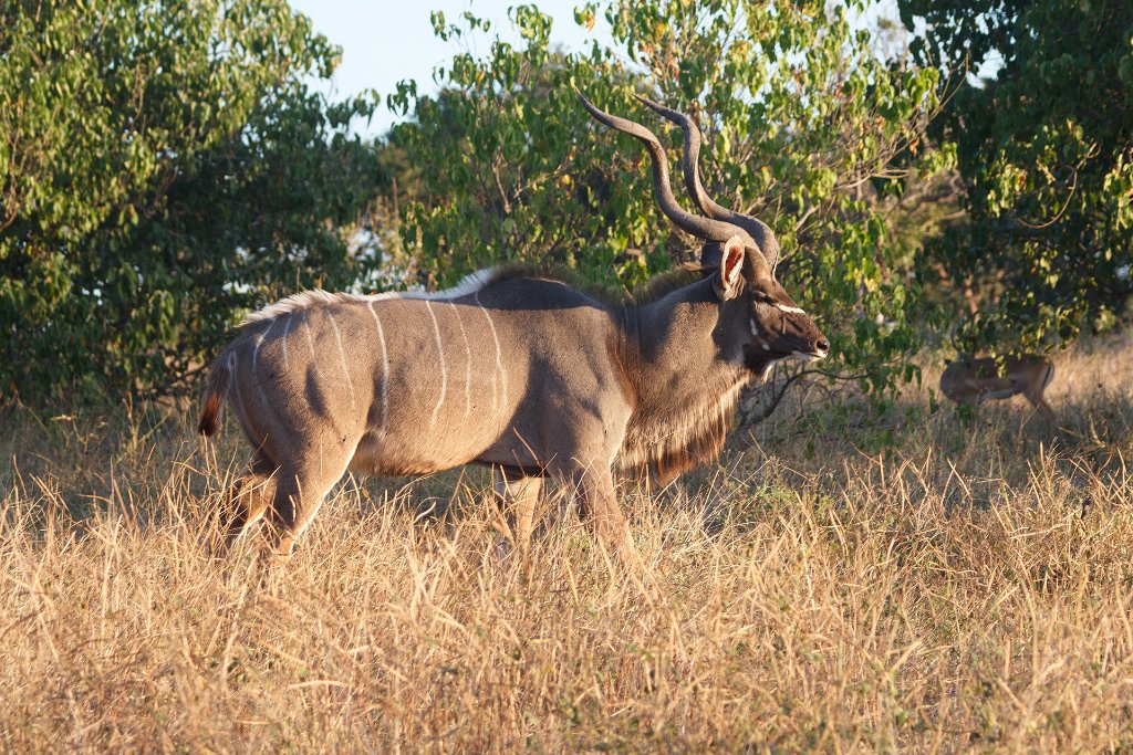 14-Greater Kudu.jpg - Greater Kudu